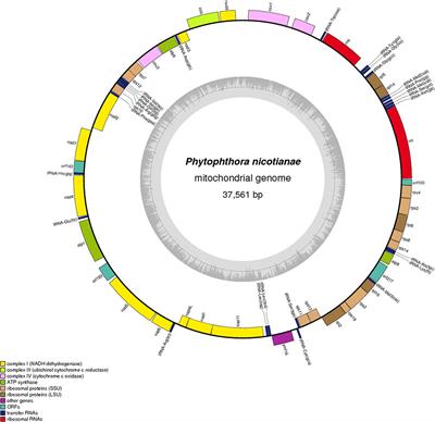 Complete Mitochondrial Genome of Phytophthora nicotianae and Identification of Molecular Markers for the Oomycetes